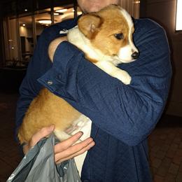 Pembroke Welsh Corgi Puppies from Gotta Chase Em All Corgis