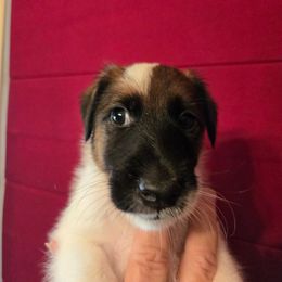 Oliver - White black and tan male Smooth Fox Terrier puppy in Lake City, Florida from Providence Kennels