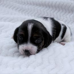 Pocket Beagle Jeni - Black white and tan female Beagle puppy in Gentry, Arkansas from HC Puppy Ranch