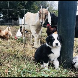 Australian Shepherd Puppies from KC Aussies TN