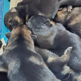 Sable female FAYE - Sable female German Shepherd puppy in Buckfield, Maine from Levesques German Shepherds