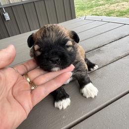 Crimson - Gold brindle male Havanese puppy in Bowling Green, Kentucky from Denise Clark