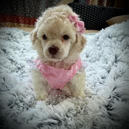 Lil Sienna - White female Poodle puppy in Newcomerstown, Ohio from Sheri’s Lil Angel’s