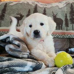 Golden Retriever Puppies from White Valley Goldens