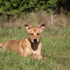Carolina Dog Puppies from Williams Sweet Carolina