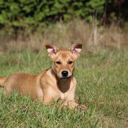 Carolina Dog Puppies from Williams Sweet Carolina