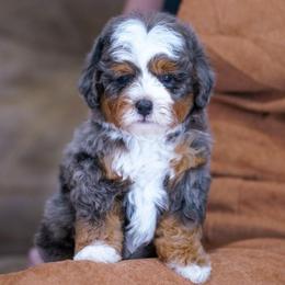 Tiger - Merle male Bernedoodle puppy in Dundee, Ohio from Down Home Doodle