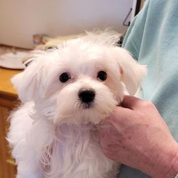 Charlie - White Maltese puppy in Bensalem, Pennsylvania from Maltese Momma