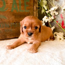Noel - Ruby female Cavalier King Charles Spaniel puppy in Highland, Utah from Furever Cavaliers