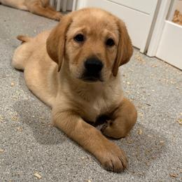 Orange collar - Yellow male Labrador Retriever puppy in Clinton, Tennessee from Summer Rose