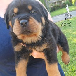 Rottweiler Puppies from Hardy Rotties