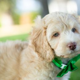 Aussiedoodle Puppies from Dreamydoodle NW