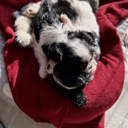 Cavalier King Charles Spaniel Puppies from CreekSong Farm Companions