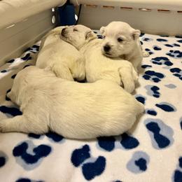 West Highland White Terrier Puppies from Judith's West Highland White Terriers