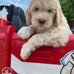 Aussiedoodle Puppies from Ridgeline Doodles