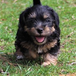 American Hunt Terrier and Russell Terrier Puppies from Bare Bottom Farms