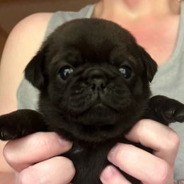 Mr. Green - Black Pug puppy in Morgantown, West Virginia from Groovy Pugs