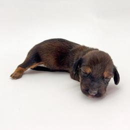 Basil - Sable male Dachshund puppy in Waddell, Arizona from Neu Doxies