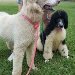 Poodles and Yorkshire Terriers from Charlotte Shafer Poodles & Yorkies