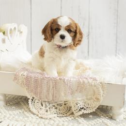 Brittany and Cavalier King Charles Spaniel Puppies from Katy Cavaliers & Barefoot Days Brittanys