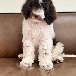 Bernedoodle and Cavapoo Puppies from Dulcito Doodles