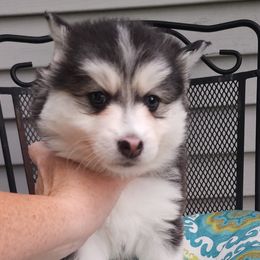 Sonoma - Purple - Silver and white Pomsky puppy in Aberdeen, Maryland from True-Blue Pomskies