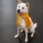 "Enkai at a UKC Confirmation Show" Kishu Ken All Grown Up from Akagawa Roushya
