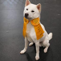 "Enkai at a UKC Confirmation Show" Kishu Ken All Grown Up from Akagawa Roushya
