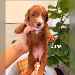June - Red  female Goldendoodle puppy in Glendale, Arizona from Follow Your Bliss Doodles