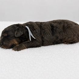 Dumbledore - Harry Potter Litter - Phantom male Bernedoodle puppy in Charleston, South Carolina from Palm Belle Doodles