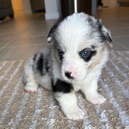 Cupcake - Blue merle and white female American Corgi puppy in Register, Florida from Southern Georgia Corgi Loafs