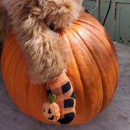 Girl 3 - Apricot Goldendoodle puppy in Schertz, Texas from Kat's Teddydoodles