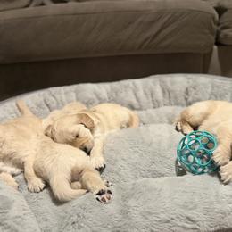 Golden Retrievers from Rebel Retrievers