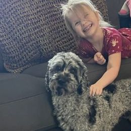 Australian Labradoodles from Golden Xpress Labradoodles