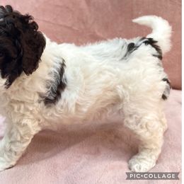 Lagotto Romagnolo puppies from Riverside Lagottos