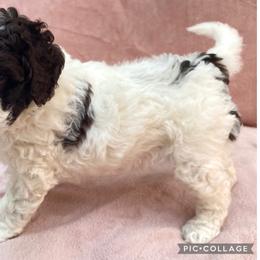 Lagotto Romagnolo puppies from Riverside Lagottos