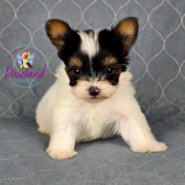 Quincy - Parti male Yorkshire Terrier puppy in Santa Clarita, California from Pixieland Yorkshire Terriers