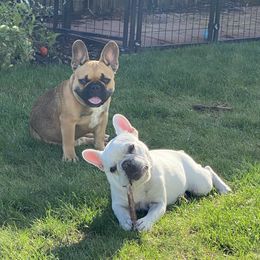 French Bulldogs from Roley Poley Frenchies