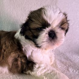 Oakley - Gold and white male Shih Tzu puppy in Winston Salem, North Carolina from Little Miracles Shih Tzu
