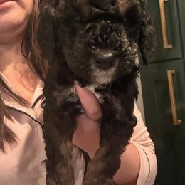 Cockapoo and Goldendoodle Puppies from Jax Doodles