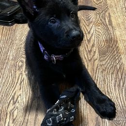 German Shepherd Puppies from High Tide German Shepherds