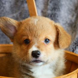 Bagel - Red male Pembroke Welsh Corgi puppy in California City, California from Piff N Puff Corgis