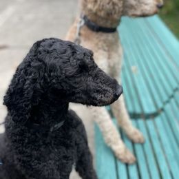 Poodles from The Poodle People