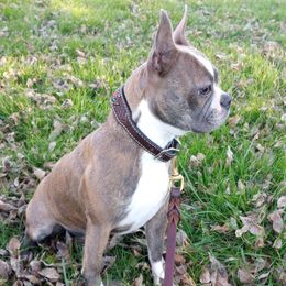 Petra - Blue female Boston Terrier puppy in Corning, California from SB Bostons