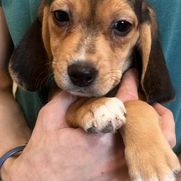Blue Collar Girl - Black tan and white female Beagle puppy in Dayton, Ohio from Copper Sky Beagles