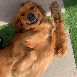 Ginger - Golden Retriever