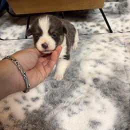 Boy 1 - Blue male Pembroke Welsh Corgi puppy in Elberton, Georgia from Lonesome Boone Corgis
