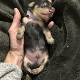 Dachshund Puppies from JB Doxies