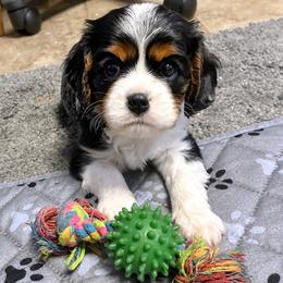 Cavalier King Charles Spaniel Puppies from Island Breeze Cavaliers
