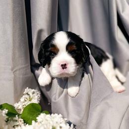 Cavalier King Charles Spaniel Puppies from London Fog Cavaliers